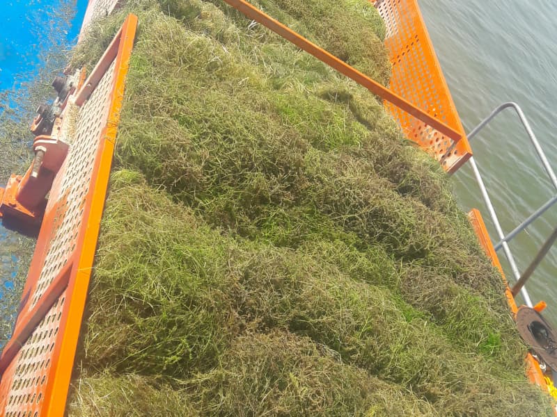 Barco de limpieza automática de agua/Recolector de malezas acuáticas/Barco desnatador de basura