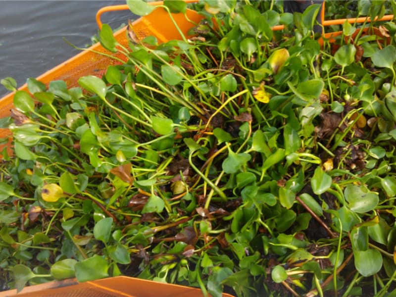 Barco de limpieza automática de agua/Recolector de malezas acuáticas/Barco desnatador de basura